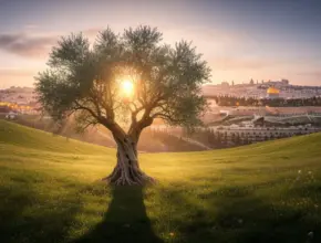 A glowing olive tree overlooking ancient Jerusalem, symbolizing God’s covenant and faithfulness in 2 Samuel.