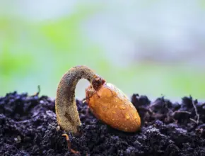 parable of the growing seed