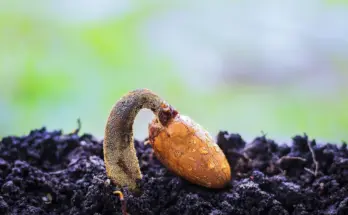 parable of the growing seed