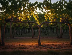 soap bible study: john 5:4-5