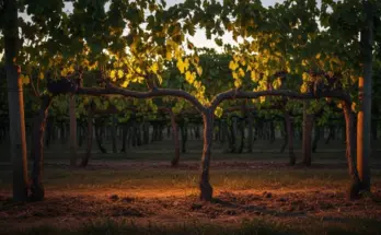 soap bible study: john 5:4-5